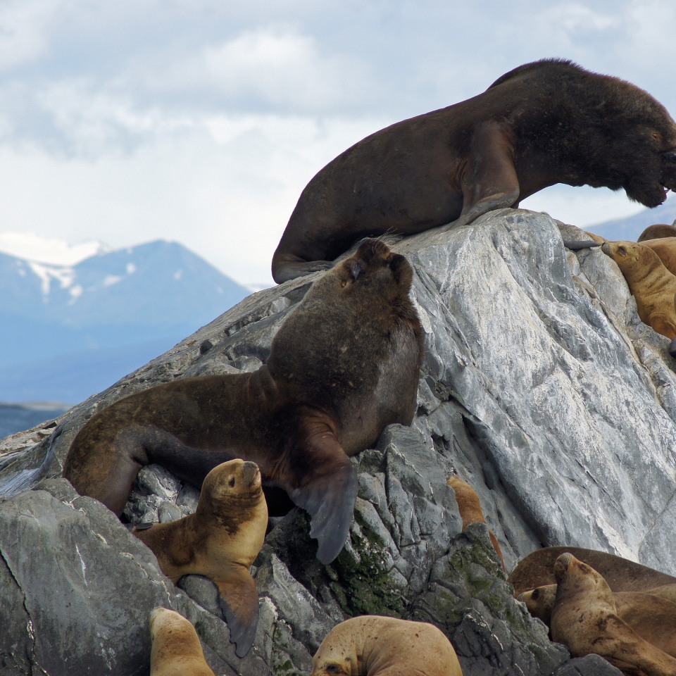 Von Patagonien bis nach Feuerland